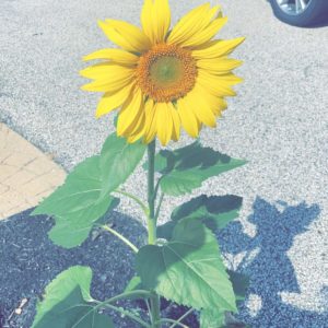 sunflower 300x300 - Soaking Up The Sunshine