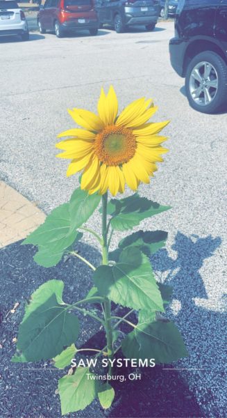 sunflower 327x600 - Soaking Up The Sunshine